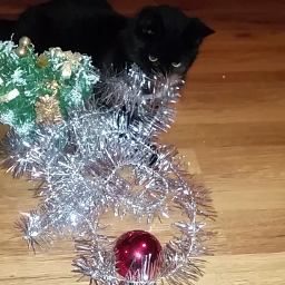 love petsandanimals cat blacky christmas