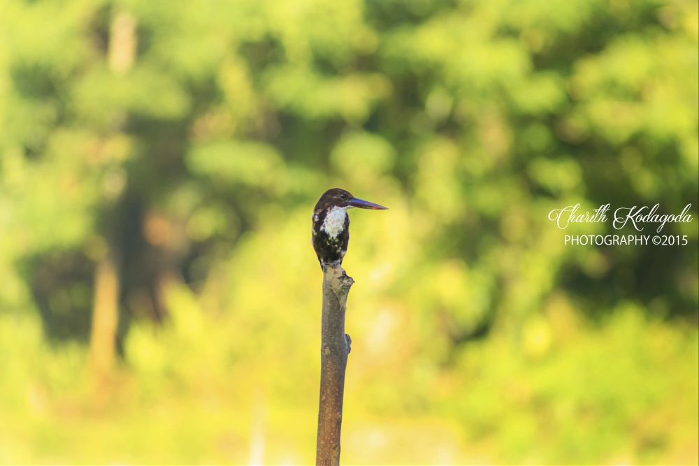 #kingfisher #nature #photography #yellow