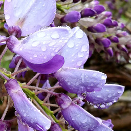 rain drops raindrops flower nature