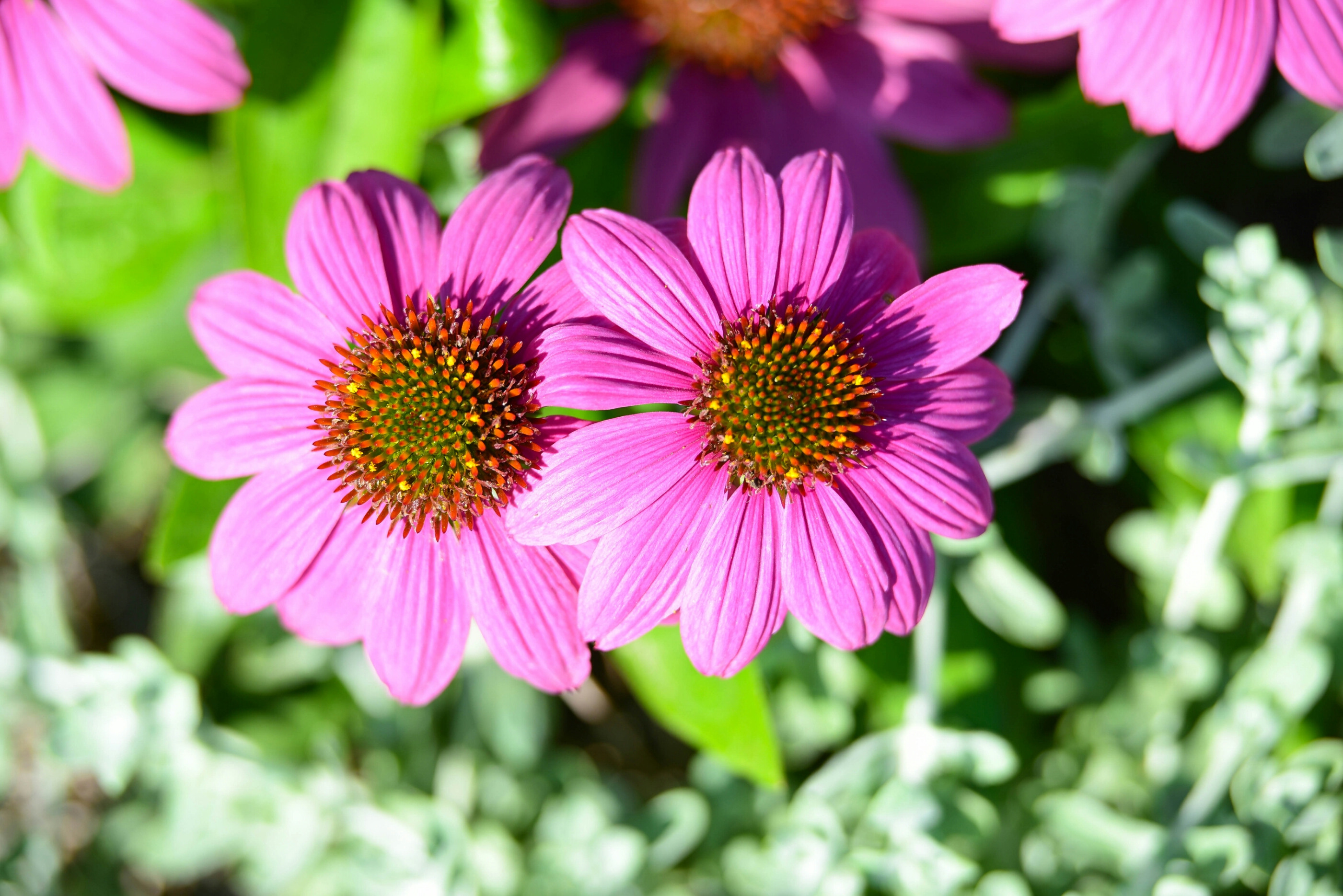 Symmetry or randomness? nature symmetry flowers pink